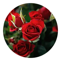 Roses rouges